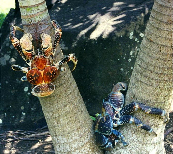 coconut-crabs-bora-bora1.jpg